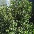 cosa 1.5-1.75 m buy online UK.