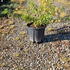 cs 40-60 cm buy online UK.