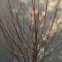 Cornus Sanguinea Annys Winter Orange 1.25-1.5 m buy online UK.