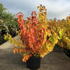 csmfl 1.25-1.5 m buy online UK.
