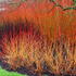 Cornus Sanguinea Magic Flame has vibrant red and orange stems in the winter landscape