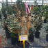 csmf 1-1.25 m buy online UK.
