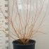 Cornus Sanguinea Midwinter Fire 80-100 cm buy online UK.