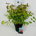 csmf 50-60 cm buy online UK.