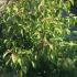 Cornus Sanguinea Midwinter Fire 80-100 cm buy online UK.