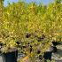 Cornus Sanguinea Winter Beauty Dogwood 60-80 cm buy online UK.