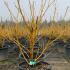 Cornus stolonifera Flaviramea 50-60 cm buy online UK.