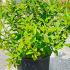 Cornus stolonifera Flaviramea 60-80 cm buy online UK.