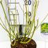 Cornus stolonifera Flaviramea 30-40 cm buy online UK.