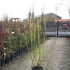 csf 1.75-2 m buy online UK.