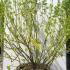 Cornus stolonifera Flaviramea 1-1.25 m buy online UK.