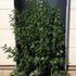 csf 1.25-1.5 m buy online UK.