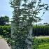 Cornus Venus Dogwood 3.5-4 m buy online UK.