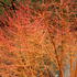 Cornus Winter Beauty has vibrant orange and red stems in the winter - buy online UK delivery