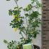 Coronilla Emerus 25-30 cm buy online UK.