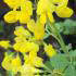 Coronilla Emerus is known as Scorpion Senna or Hippocrepis Emerus. Buy flowering shrubs online UK delivery.