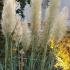 Cortaderia Selloana Evita or Pampas Grass Evita a beautiful compact pampas grass, perfect for smaller gardens, buy online UK delivery.