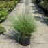 Cortaderia Selloana Pumila - Pampas Grass 60-80 cm buy online UK.