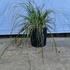 corta 40-60 cm buy online UK.