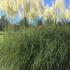 Cortaderia Selloana Pampas grass growing in an English garden