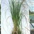 Cortaderia Selloana Rosea 80-100 cm buy online UK.