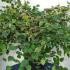 Corylopsis Pauciflora 80-100 cm buy online UK.