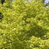 Corylus Avellana Aurea Golden Hazel tree with bright golden foliage, a native Hazel that