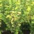 Corylus Avellana Aurea Golden Hazel 1.75-2 m buy online UK.