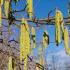 Corylus Avellana Common Hazel Tree, quality trees for sale UK delivery