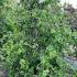 Corylus Avellana Contorta 1.25-1.5 m buy online UK.