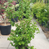 cac 80-100 cm buy online UK.