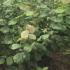Corylus Avellana Hallesche Riesen Hazel 1-1.25 m buy online UK.