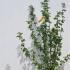 Corylus Avellana Hazel 1-1.2 m buy online UK.