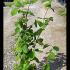 Corylus Avellana Hazel 40-50 cm buy online UK.