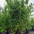 ca 4-4.5 m buy online UK.