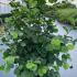 Corylus Avellana Hazel 1-1.25 m buy online UK.