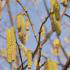 Corylus Avellana Common Hazel Tree, quality trees for sale UK delivery