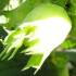 Corylus Avellana Lange Spaanse or Hazelnut Long Spanish