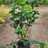 Corylus Avellana Lange Spaanse Hazelnut 1.5-1.75 m buy online UK.