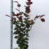 cmp 60-80 cm buy online UK.