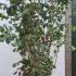 Corylus Avellana Maxima Purpurea 2.5-3 m buy online UK.