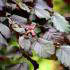 Corylus Avellana Maxima Purpurea, buy online UK delivery