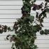 Corylus Avellana Red Majestic Hazel 1.5-1.75 m buy online UK.