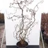 carm 1.25-1.5 m buy online UK.