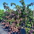 carm 2-2.5 m buy online UK.