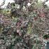 Corylus Avellana Red Majestic Hazel 1.75-2 m buy online UK.