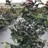 Corylus Avellana Rode Zellernoot Hazel 1.5-1.75 m buy online UK.