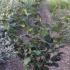 Corylus Avellana Webbs Prize Cobb 1.5-1.75 m buy online UK.