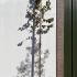 Corylus Colurna - Turkish Hazel 3-3.5 m buy online UK.