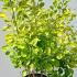 Cotinus Coggygria Golden Spirit Smoke Bush 1-1.25 m buy online UK.